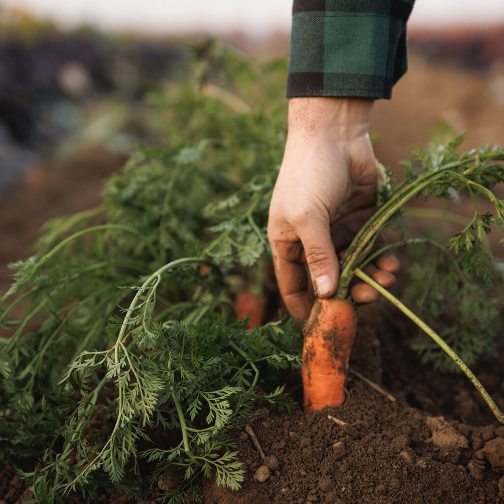 Contadino che sfila una carota dal terreno